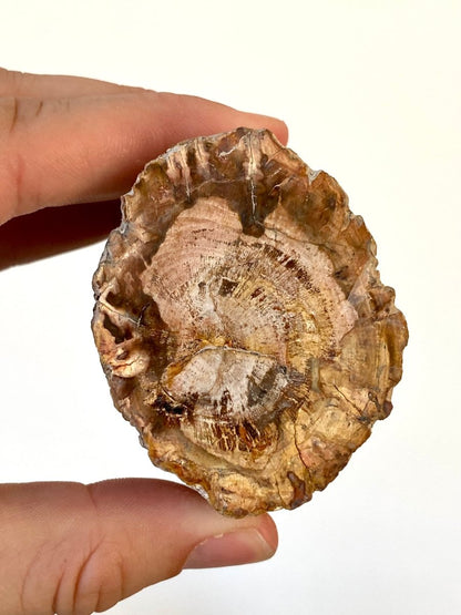 3.07" Petrified wood from Madagascar - FossilsAndMore