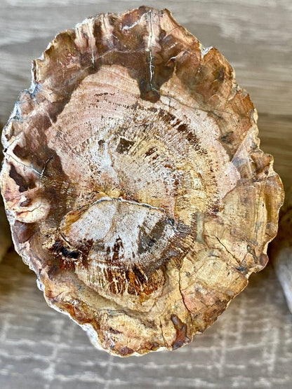 3.07" Petrified wood from Madagascar - FossilsAndMore