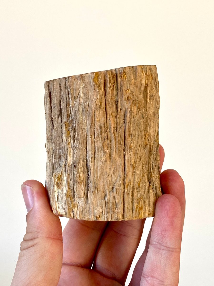 3.07" Petrified wood from Madagascar - FossilsAndMore