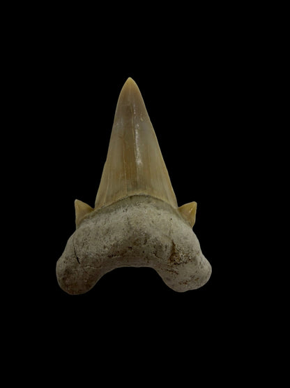 Otodus obliquus fossiele haaientand uit het Eoceen, Marokko | 1,62 inch
