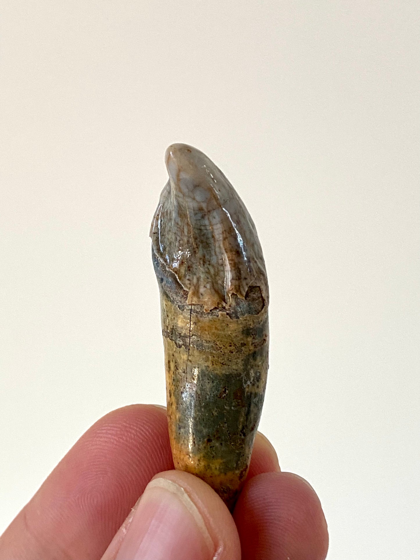 Cave Bear Incisor from Poland