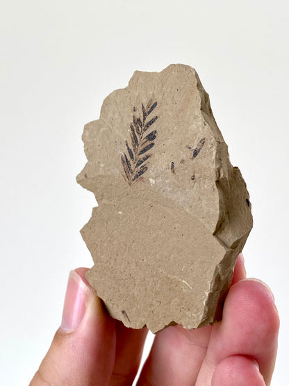 0.82" Metasequoia Dawn Redwood plant leaf fossil