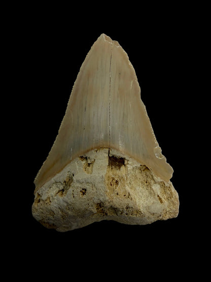 Megalodon Tooth Fragment from Italy | 2.68"