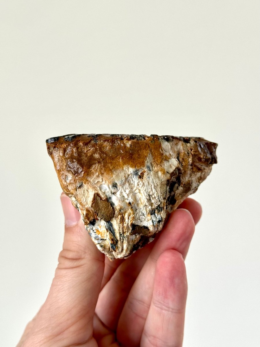 3.14" Mammoth Primigenius Spitter - fossil molar - FossilsAndMore