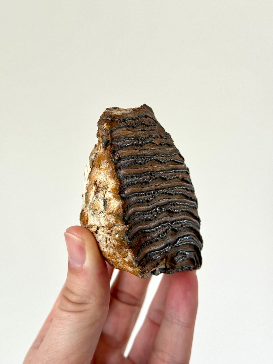 3.14" Mammoth Primigenius Spitter - fossil molar - FossilsAndMore