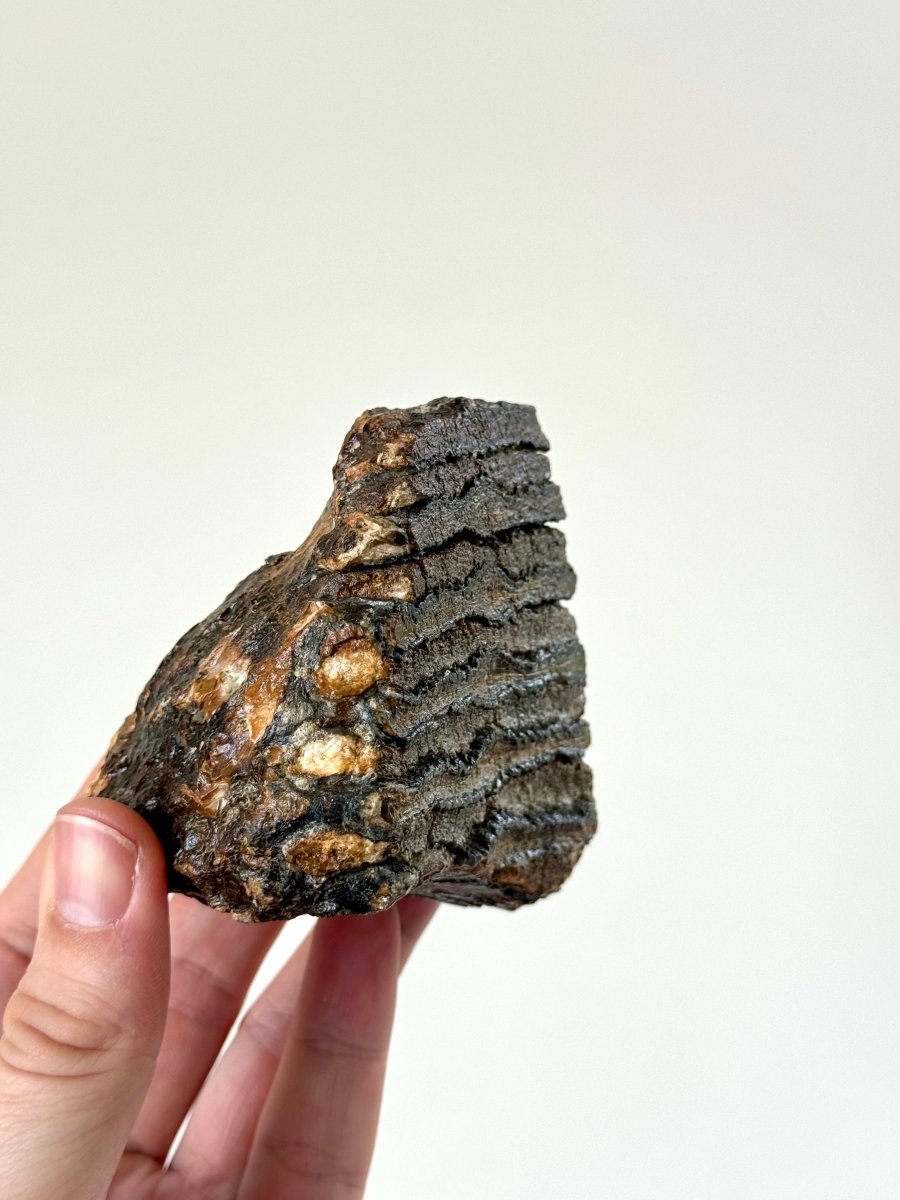 3.15" Mammoth Primigenius Spitter - fossil molar - FossilsAndMore