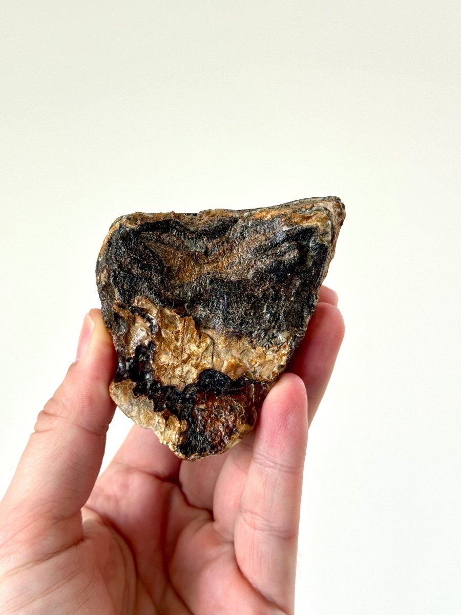 3.15" Mammoth Primigenius Spitter - fossil molar - FossilsAndMore