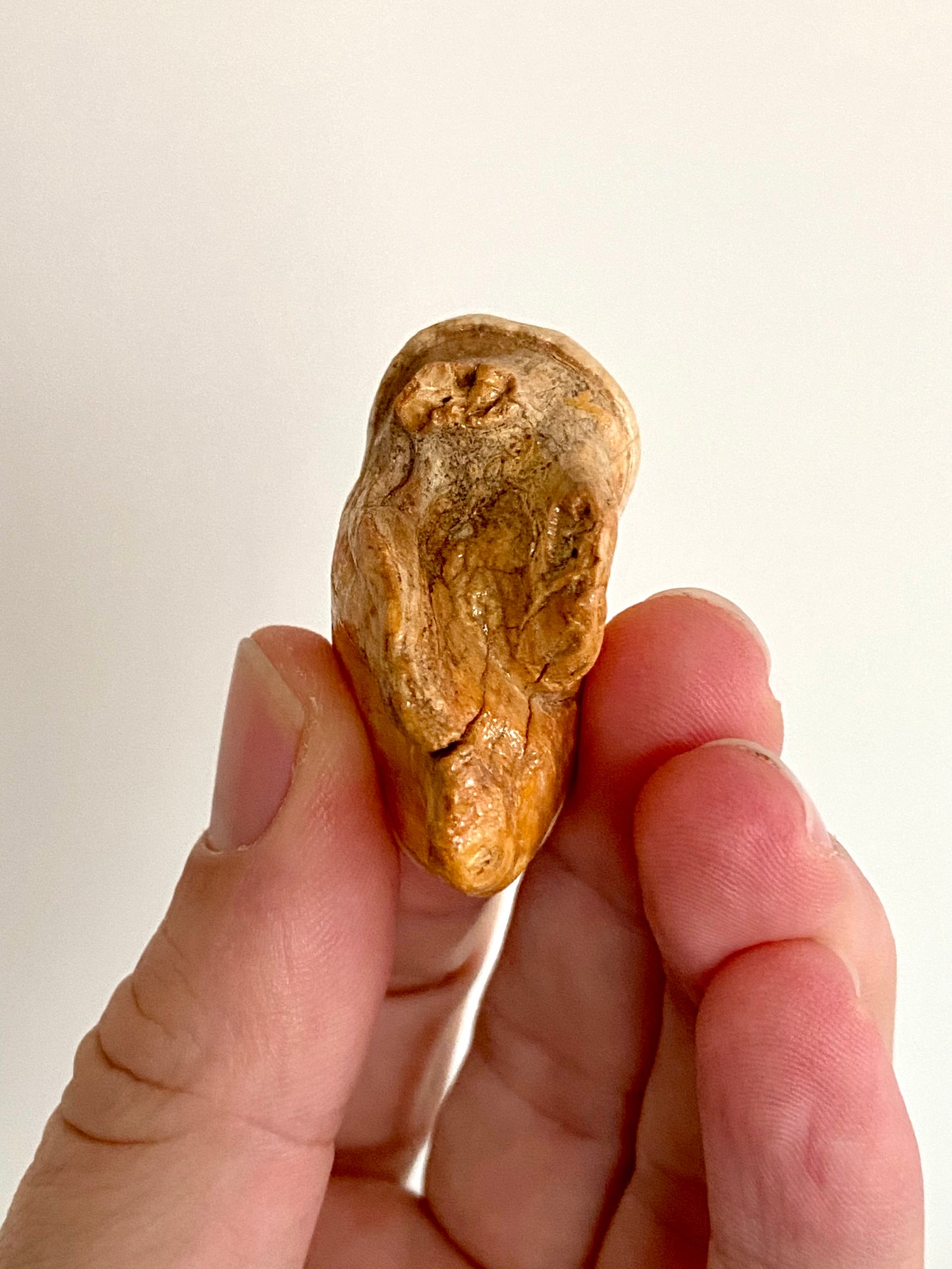 Cave Bear Molar - FossilsAndMore