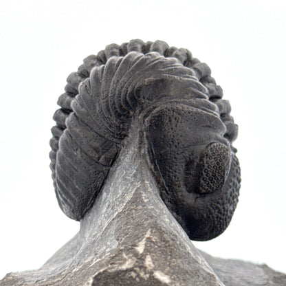 Grote Phacopida trilobiet uit Devoon, Marokko | 3,10 inch