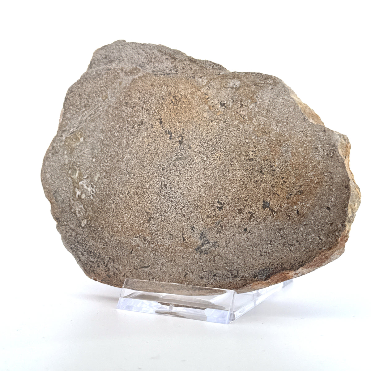 Gepolijst Sauropode Dinosaurusbot uit Jura | 196 Gram