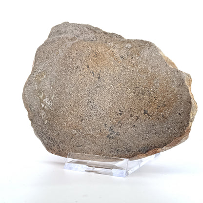 Gepolijst Sauropode Dinosaurusbot uit Jura | 196 Gram