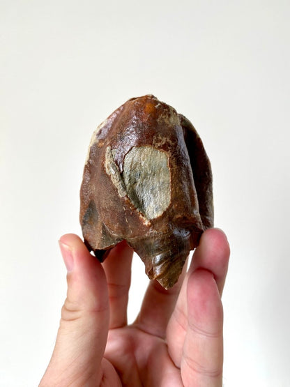 3.27" Partial Coelodonta species Molar - FossilsAndMore