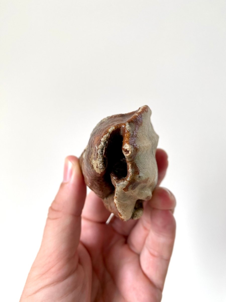 3.27" Partial Coelodonta species Molar - FossilsAndMore