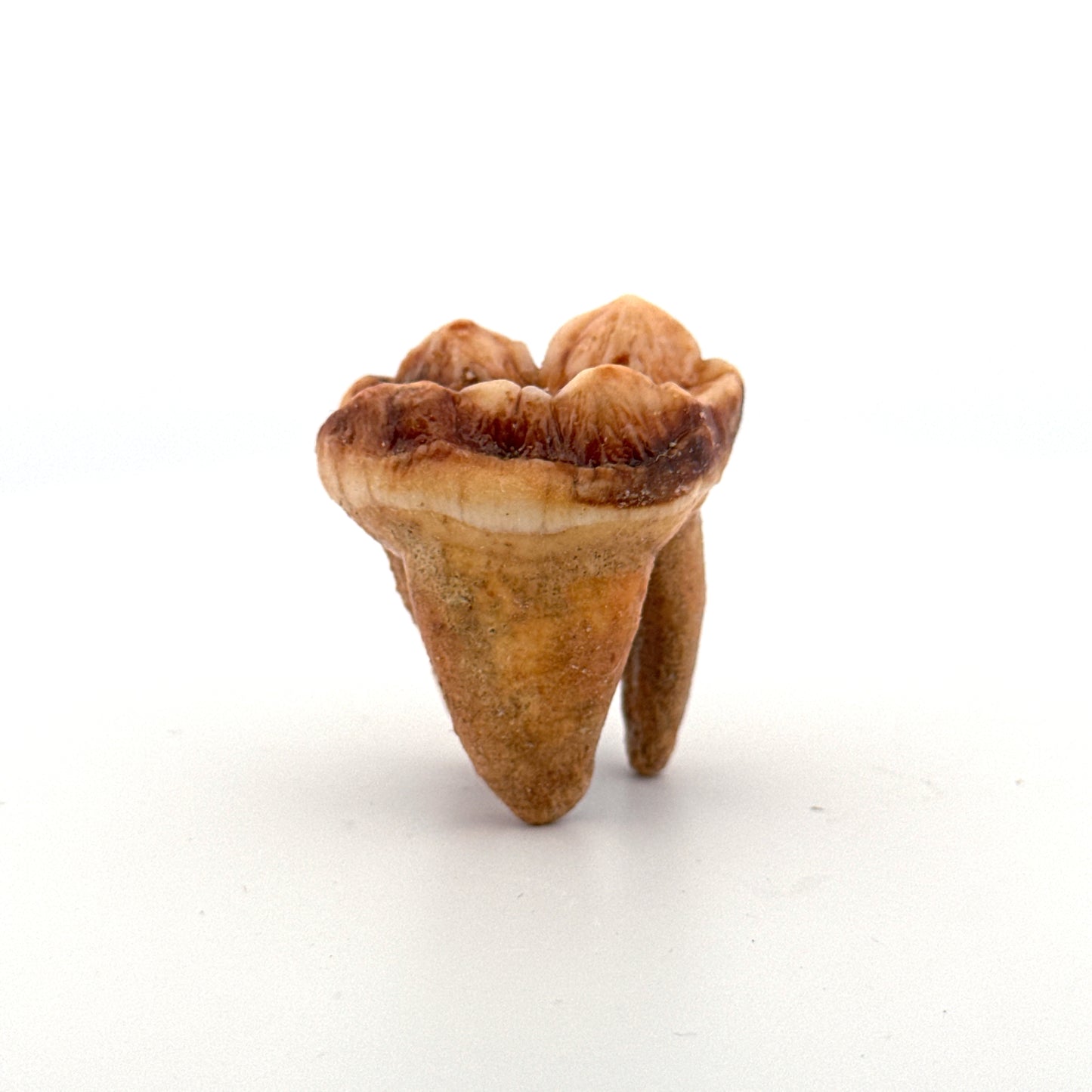 Cave Bear (Ursus spelaeus) molar from pleistocene, Rumania (1.41")