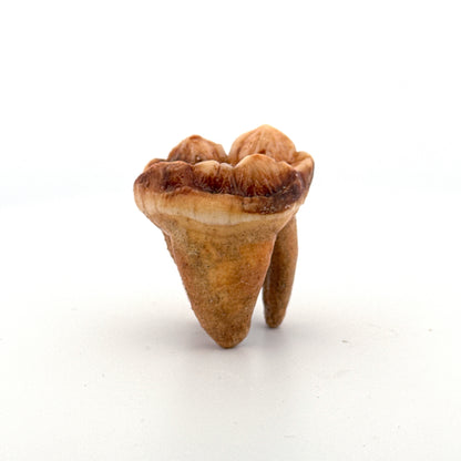 Cave Bear (Ursus spelaeus) molar from pleistocene, Rumania (1.41")