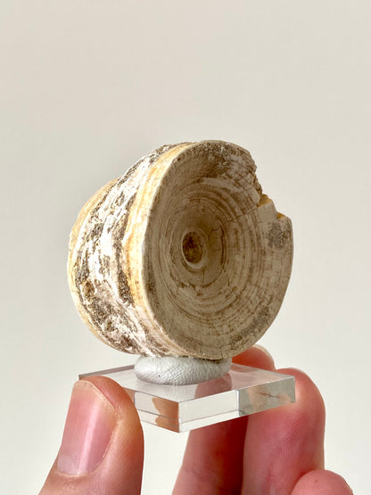 Otodus obliquus fossil vertebra