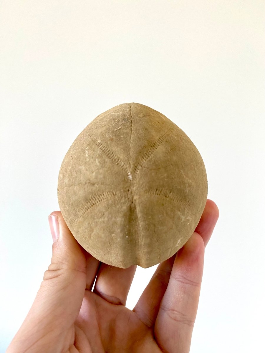 3.36" Hemipneustes striatoradiatus, fossil sea urchin. - FossilsAndMore