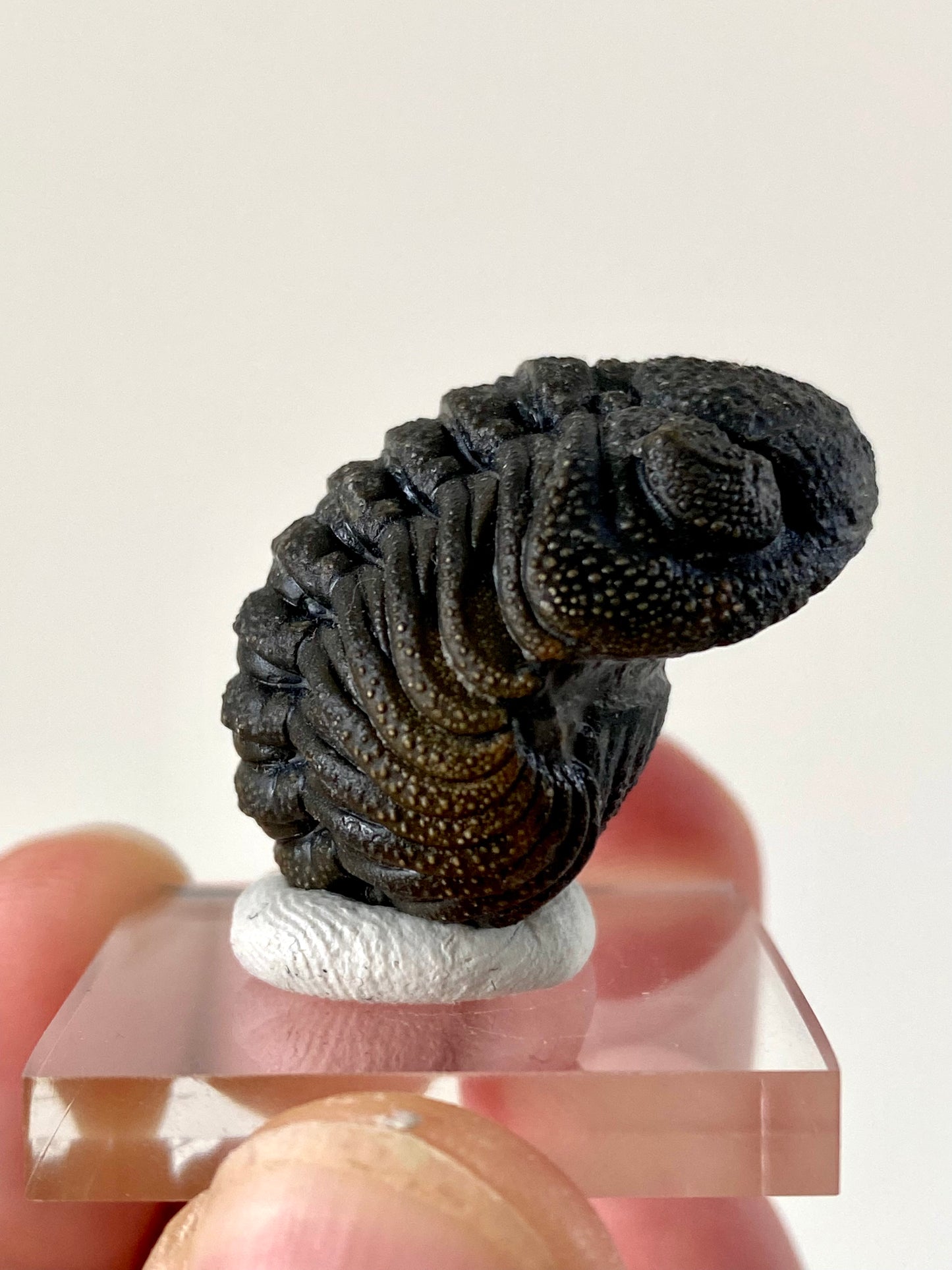 Morocops fossil Trilobite rolled up,  Devonian age