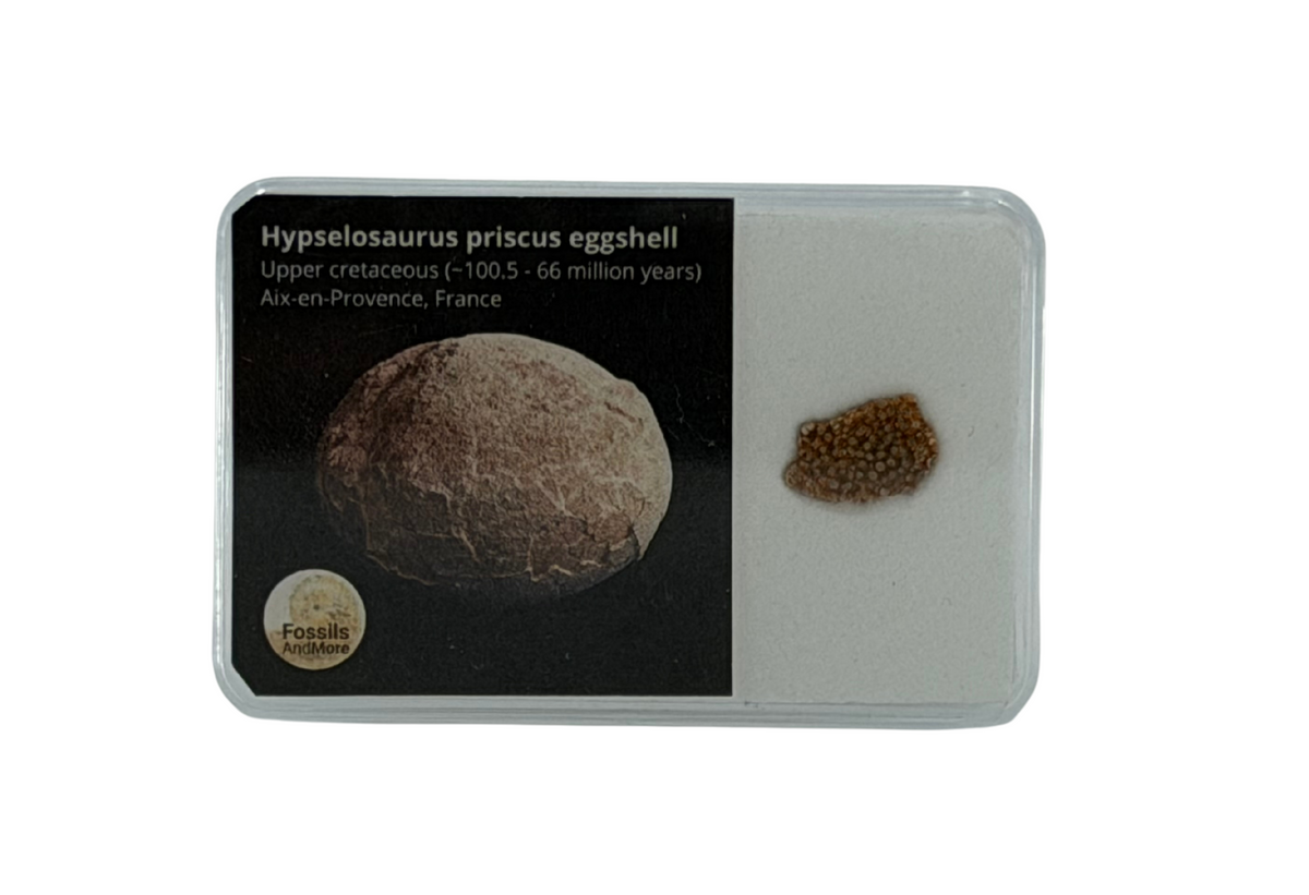 Megaloolithus eierschaalfragment uit het Krijt, Frankrijk