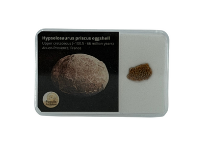 Megaloolithus eierschaalfragment uit het Krijt, Frankrijk