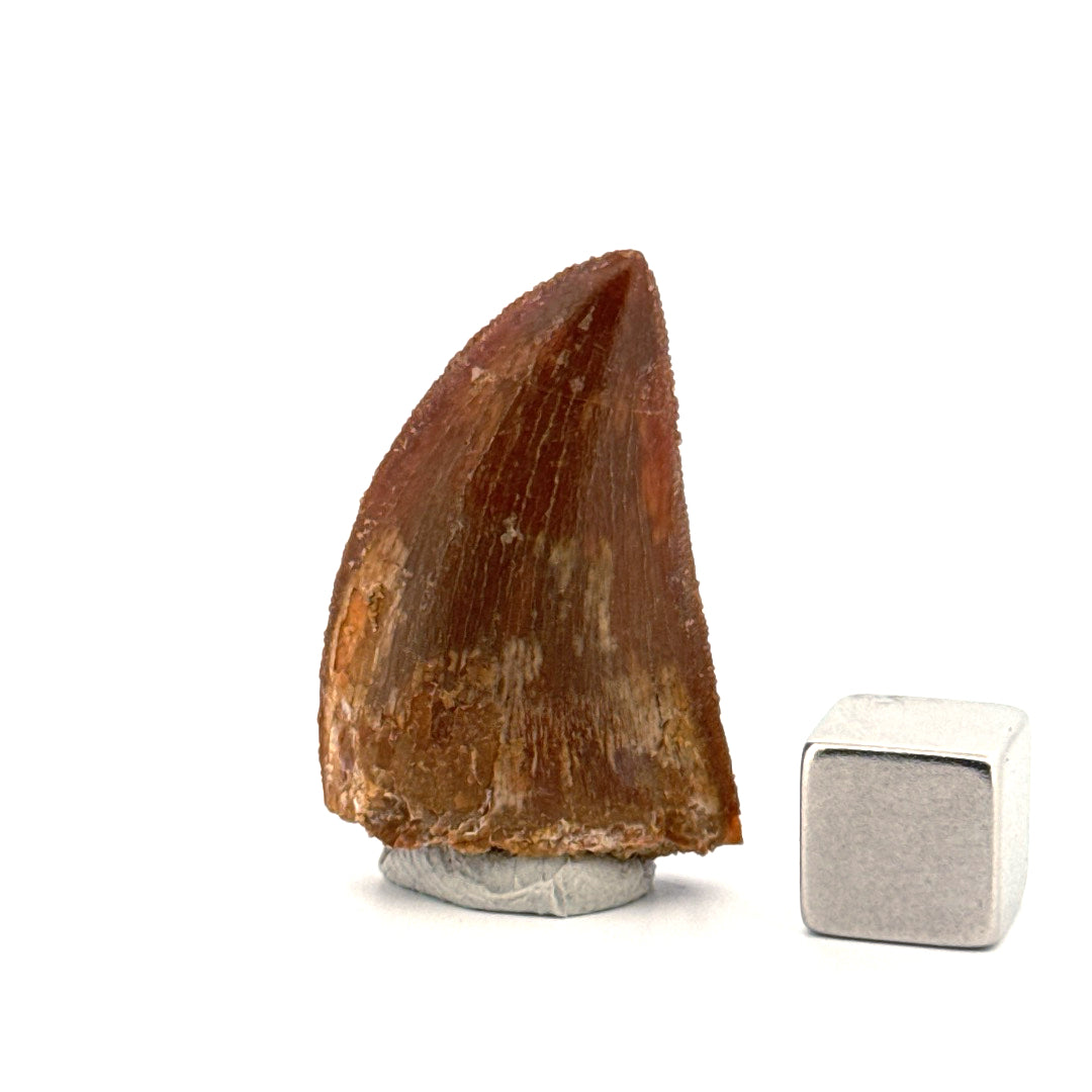 Carcharodontosaurus fossiele tand, Krijt dinosaurus tand uit Kem Kem Beds, Marokko (1,22 inch)