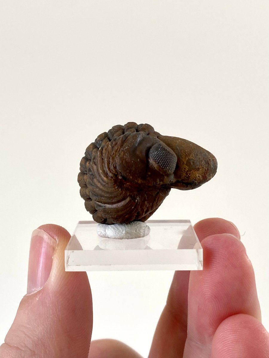 3.3cm Reedops fossil Trilobite rolled up - FossilsAndMore