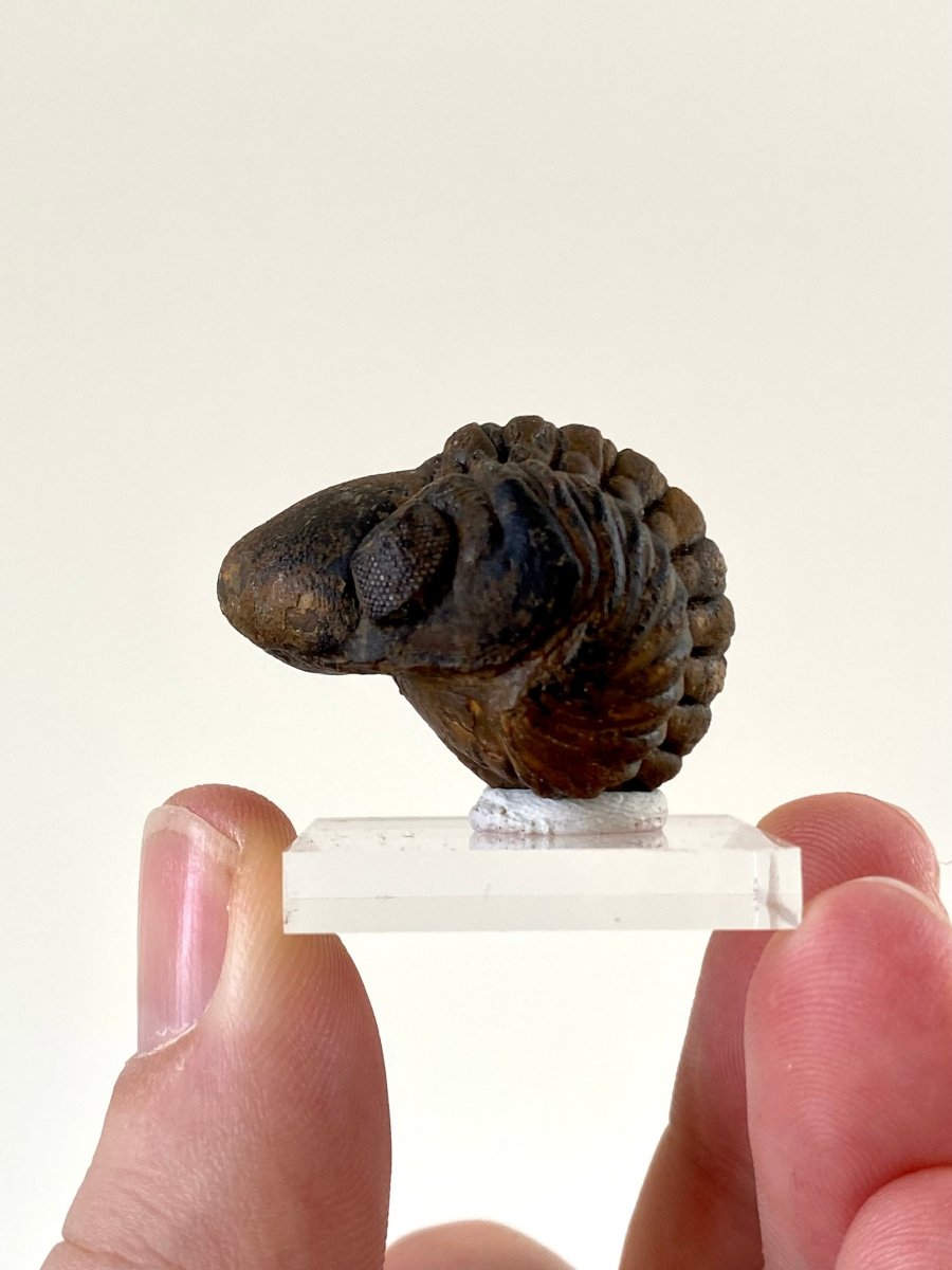 3.3cm Reedops fossil Trilobite rolled up - FossilsAndMore