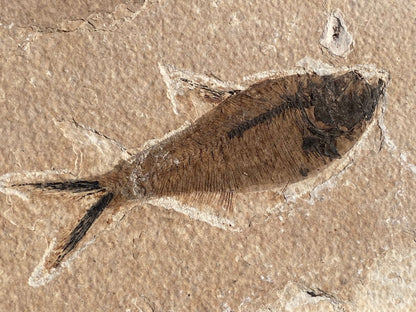 3.41" Knightia Eoceana Fossil fish, Green River Formation - FossilsAndMore