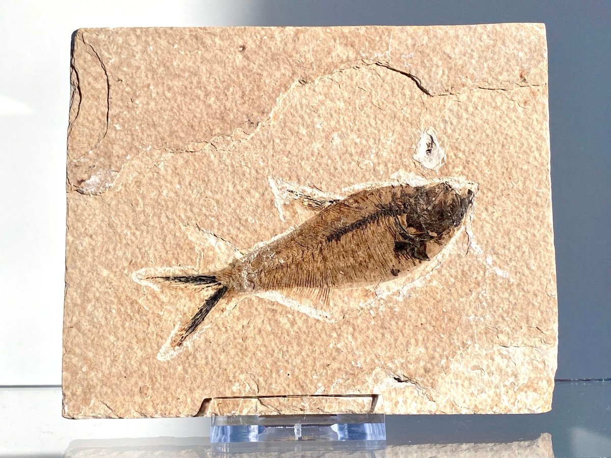 3.41" Knightia Eoceana Fossil fish, Green River Formation - FossilsAndMore