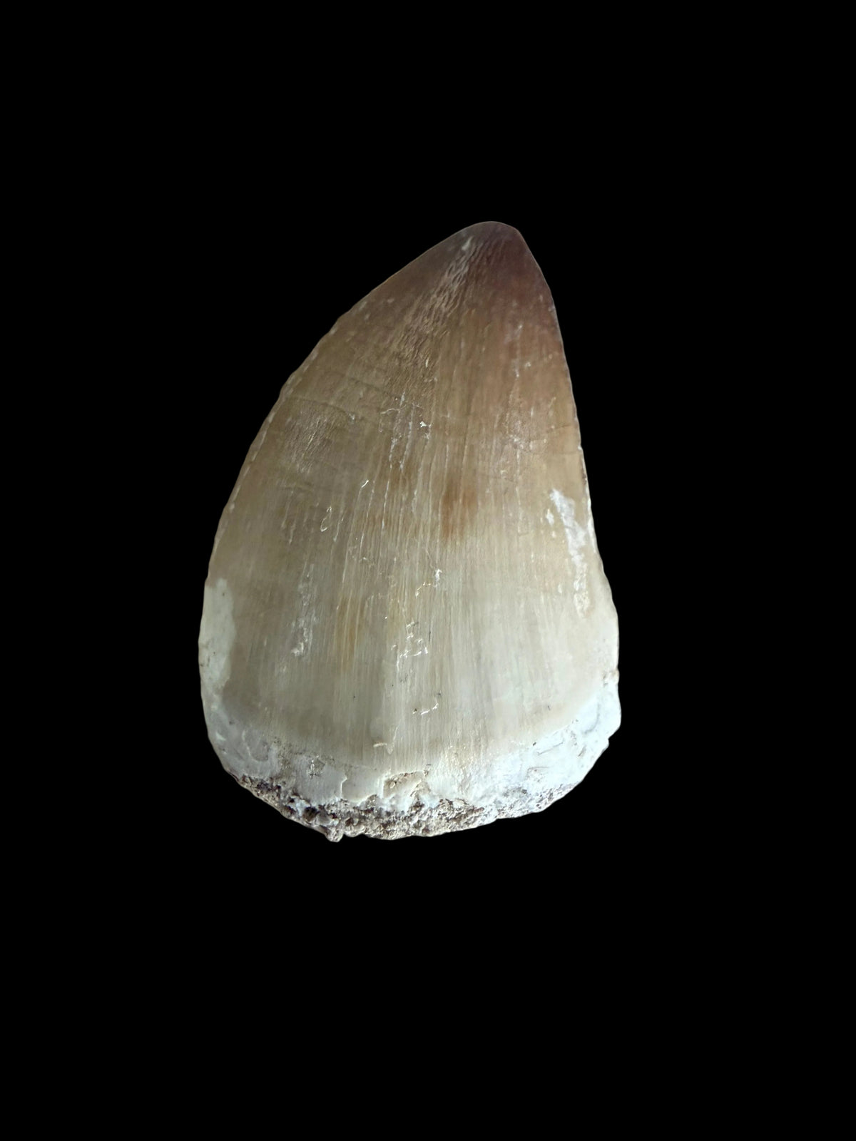 Mosasaur tooth fossil from Late Cretaceous, Morocco | 1.29"