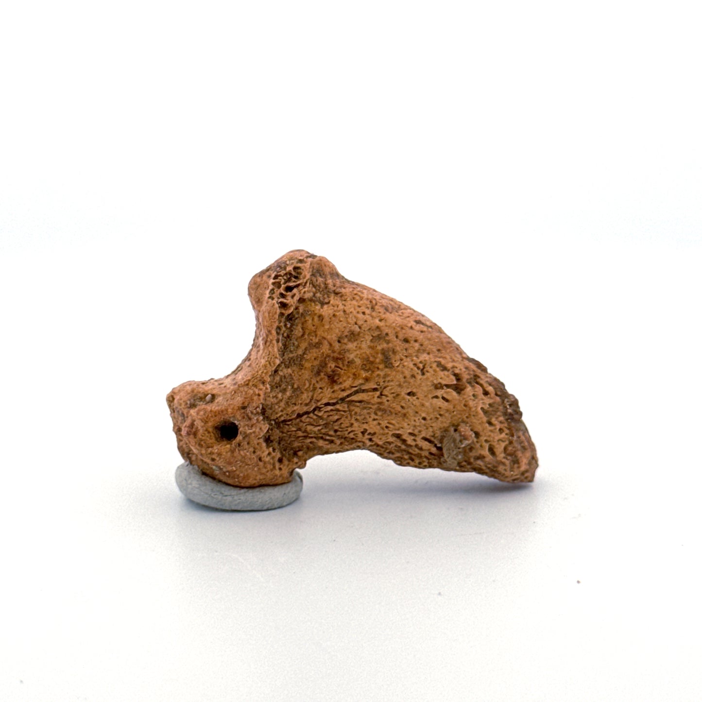 Cave Bear Claw (Ursus spelaeus), Distal phalanx Fossil (1.43") from Pleistocene, Romania