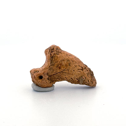 Cave Bear Claw (Ursus spelaeus), Distal phalanx Fossil (1.43") from Pleistocene, Romania