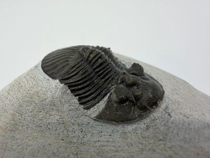 Scutellum sp. Trilobite on Matrix from Devonian, Morocco (1.32")