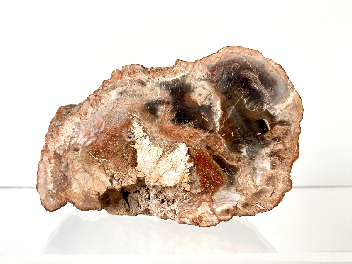 3.59" Petrified wood from Madagascar - FossilsAndMore