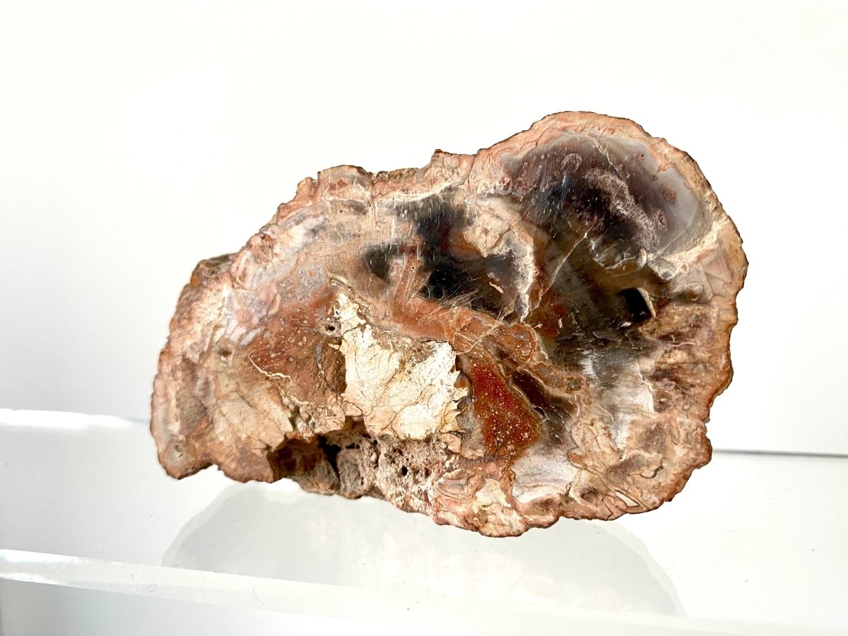 3.59" Petrified wood from Madagascar - FossilsAndMore