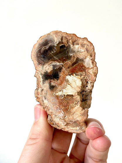 3.59" Petrified wood from Madagascar - FossilsAndMore