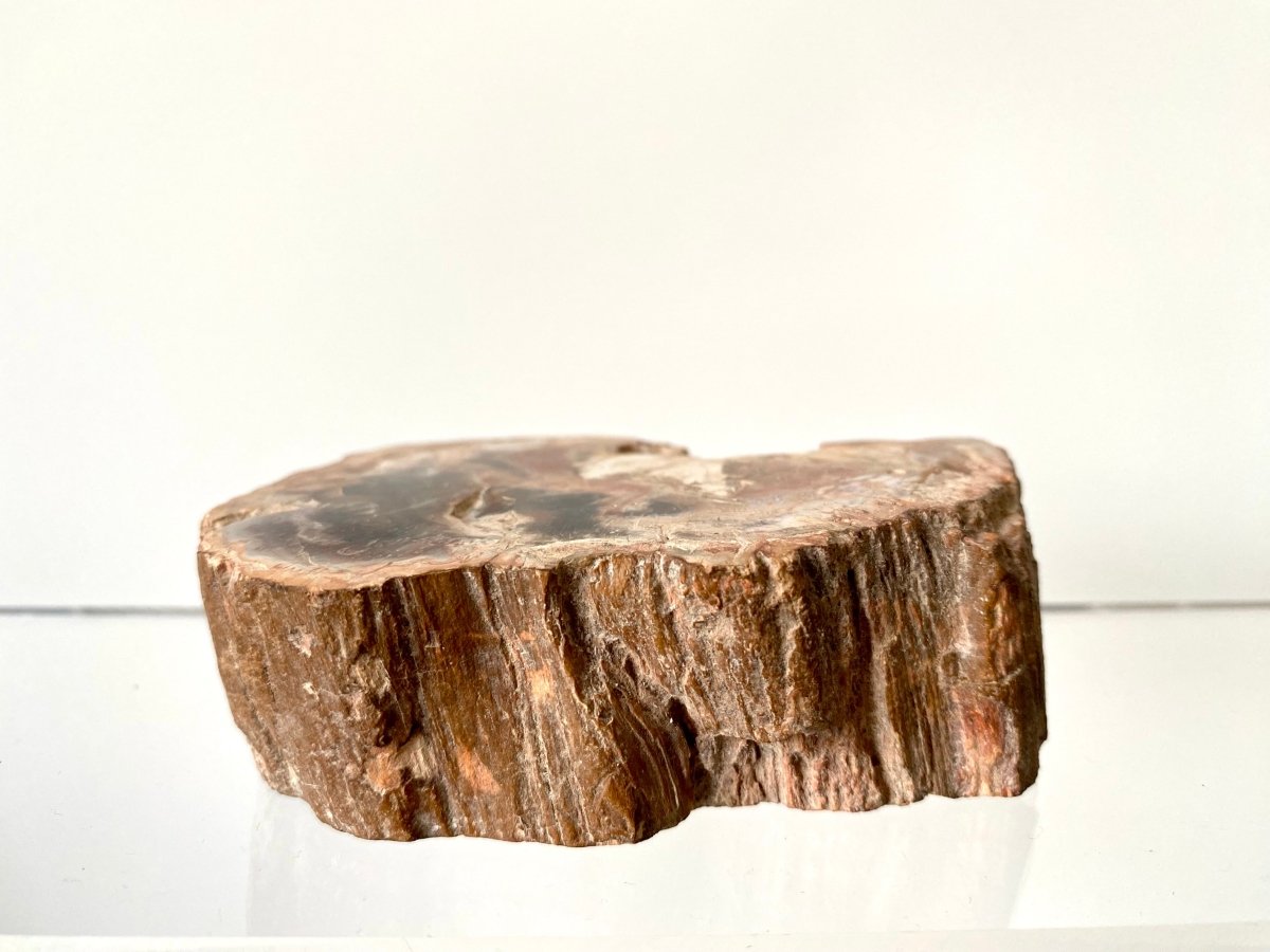 3.59" Petrified wood from Madagascar - FossilsAndMore