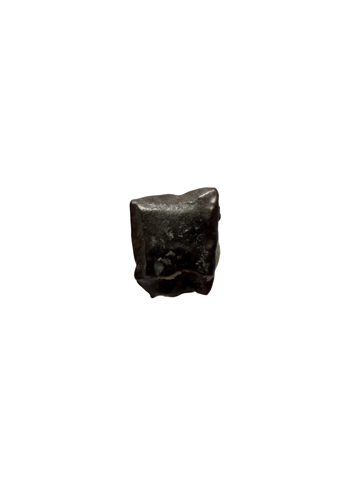 Edmontosaurus Tandfragment uit Hell Creek Formatie | 0,31 inch