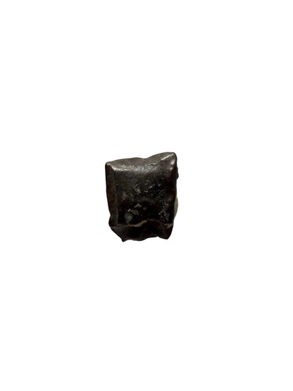 Edmontosaurus Tandfragment uit Hell Creek Formatie | 0,31 inch
