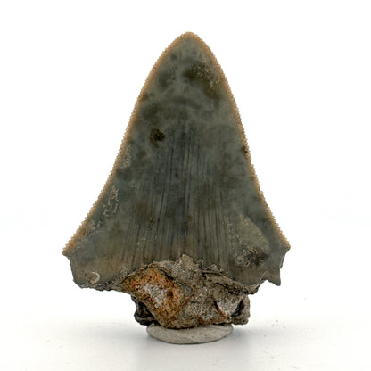 Megalodon Tooth Fragment from Indonesia | 2.17"
