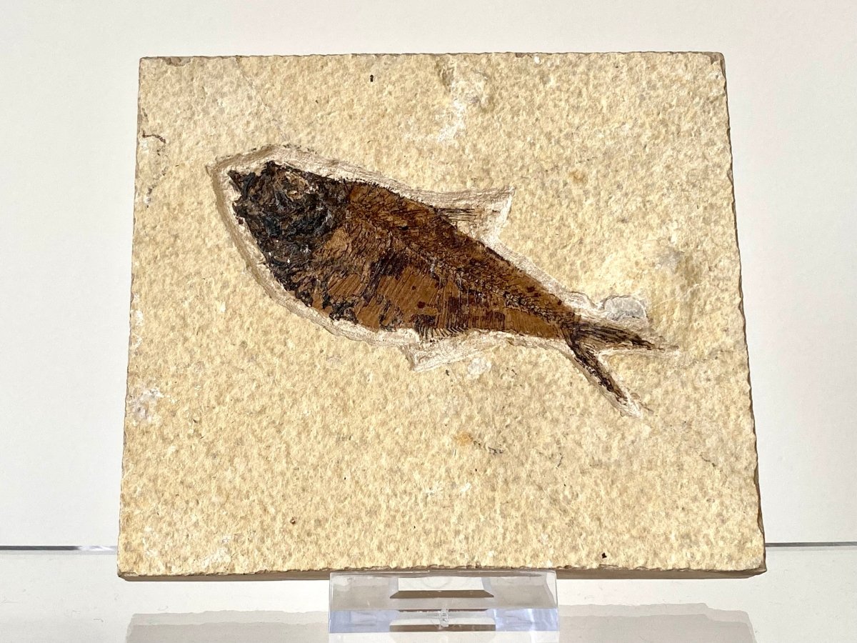 3.64" Knightia Eoceana Fossil fish, Green River Formation - FossilsAndMore