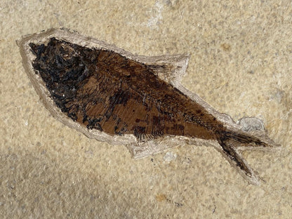 3.64" Knightia Eoceana Fossil fish, Green River Formation - FossilsAndMore