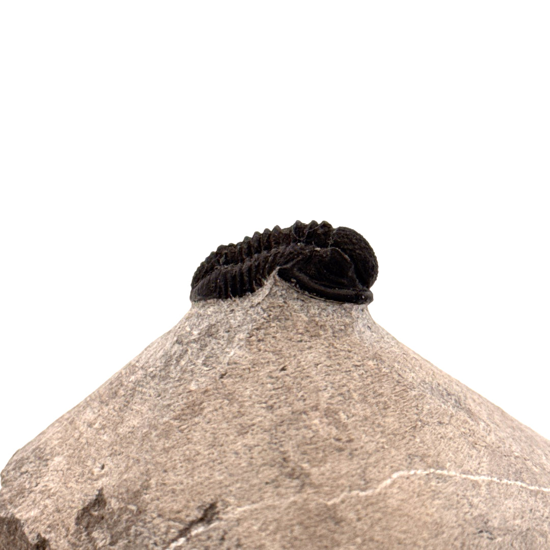 Gerastos granulosus Devoon Trilobiet Fossiel uit Marokko (S01)