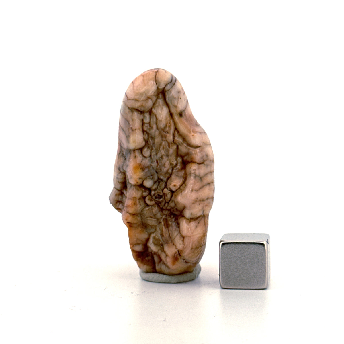 Cave Bear (Ursus spelaeus) molar from pleistocene, Rumania | 1.68"