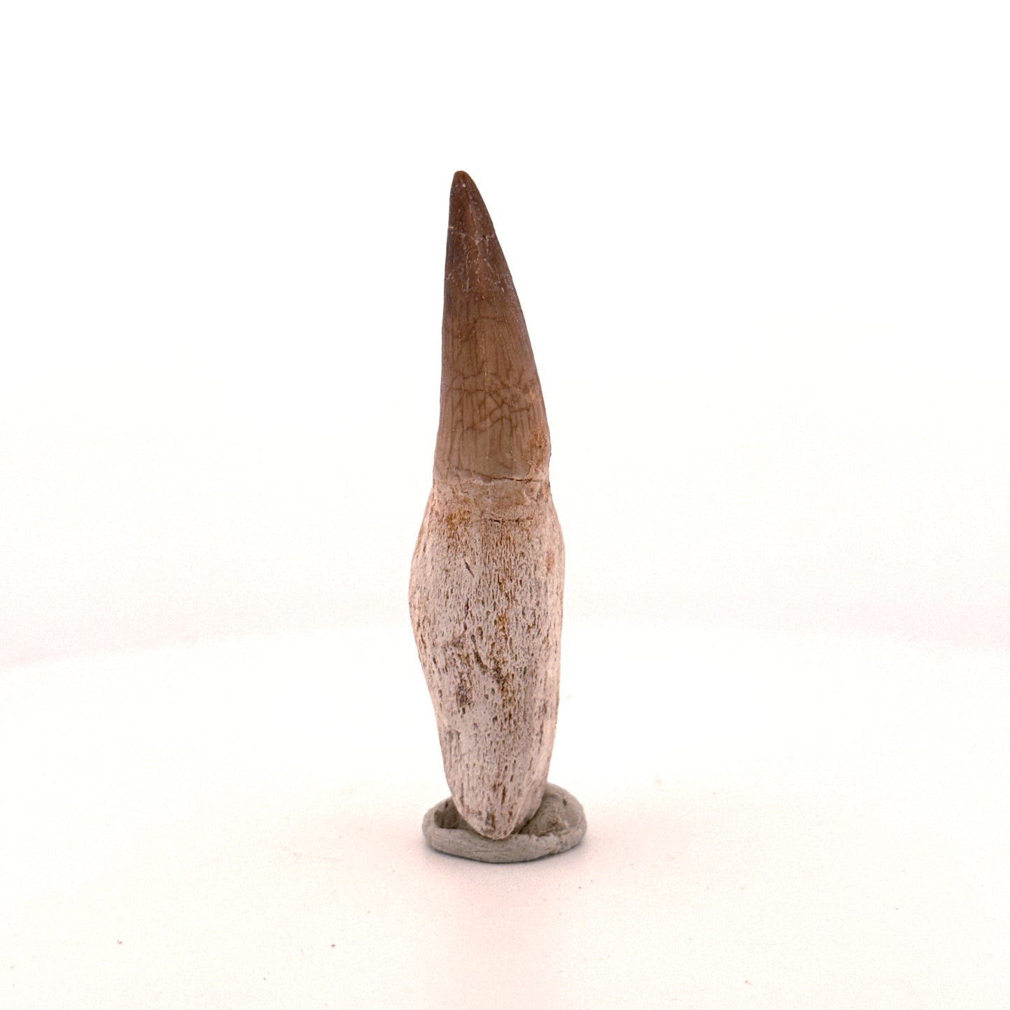 Rooted Mosasaur tooth from Late Cretaceous, Morocco (2.65")