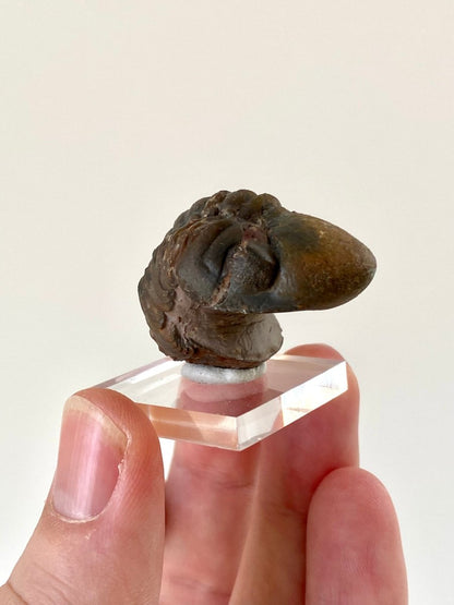 3.6cm Reedops fossil Trilobite rolled up - FossilsAndMore