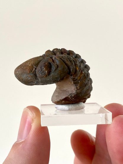 3.6cm Reedops fossil Trilobite rolled up - FossilsAndMore