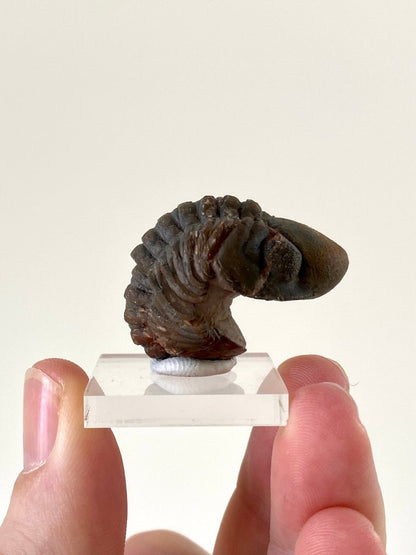 3.6cm Reedops fossil Trilobite rolled up - FossilsAndMore