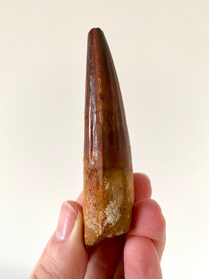 3.76" Spinosaurus fossil dinosaur tooth - FossilsAndMore