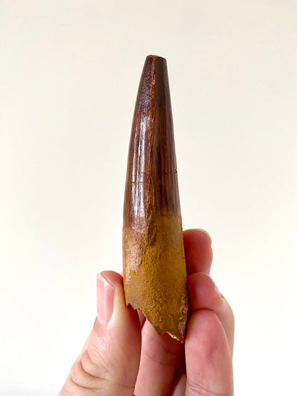 3.76" Spinosaurus fossil dinosaur tooth - FossilsAndMore